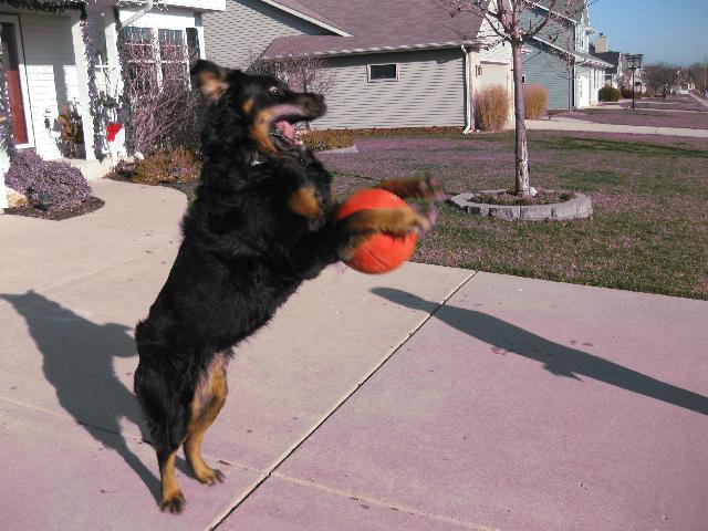 Gracie Playing Ball!