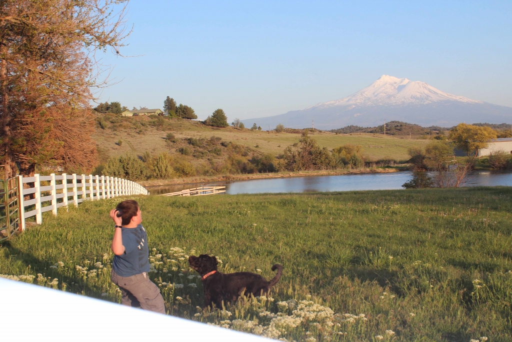 Playing with a dog in a field