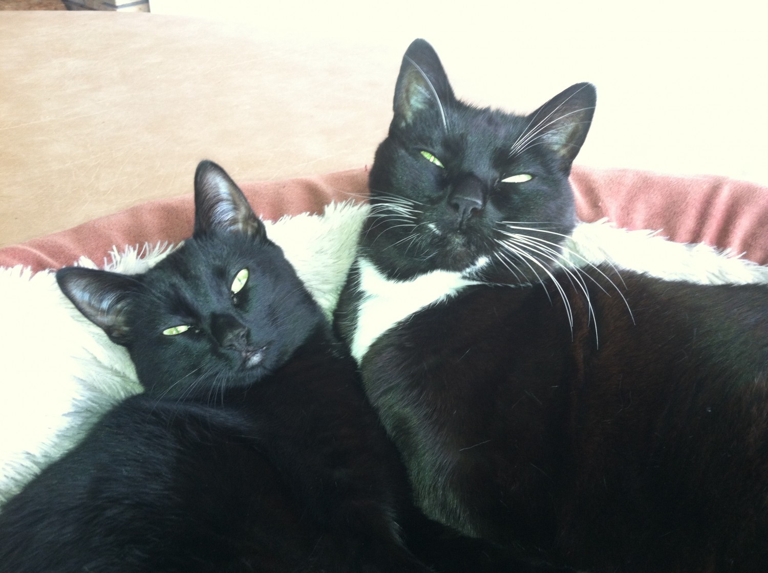 Two Black Happy Cats