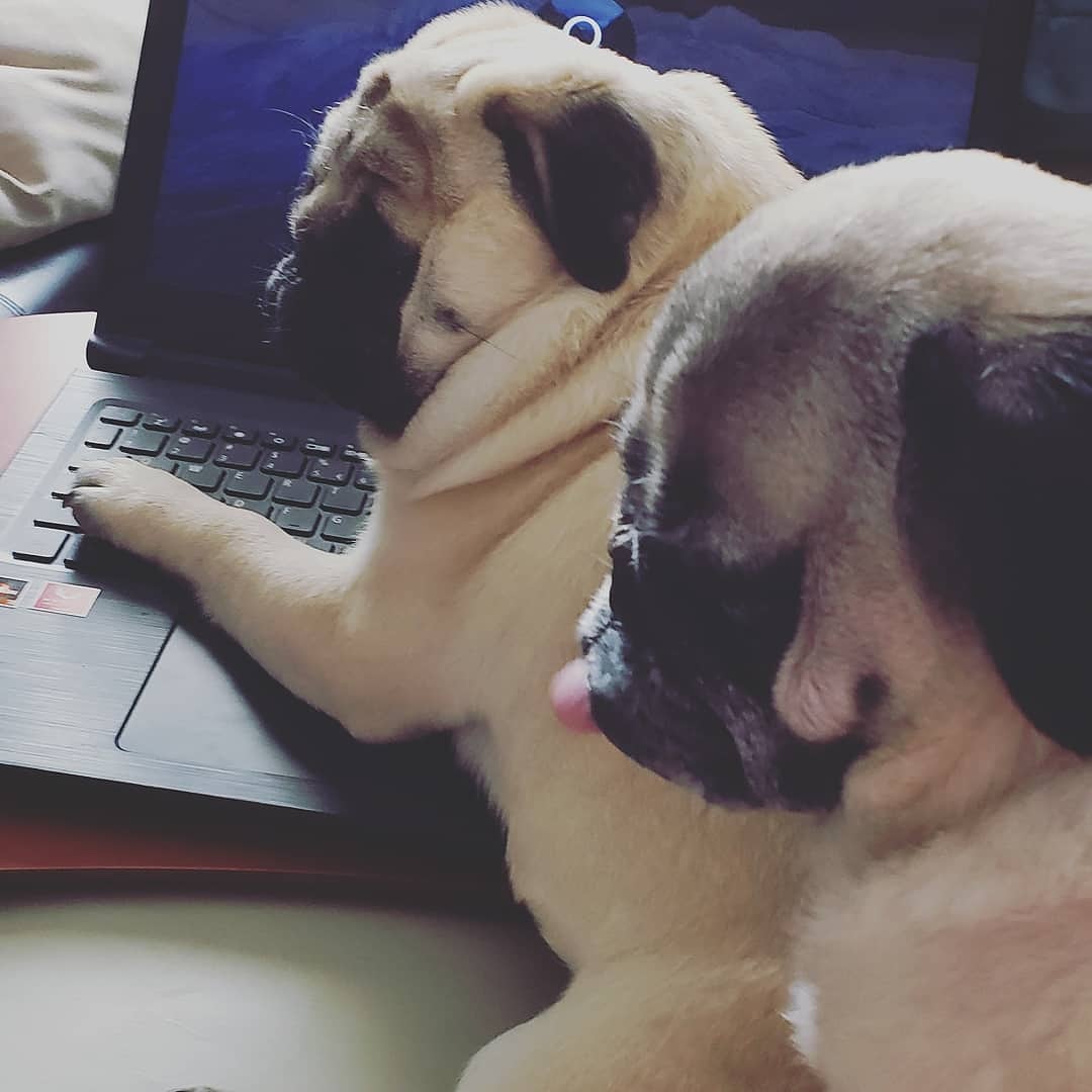 2 pugs helping on a computer